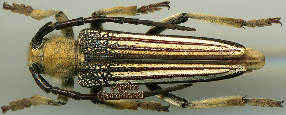 http://www.gorodinski.ru/cerambyx/Mallosia imperatrix.jpg